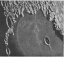 external image Trapezium_LF_Ball_1936.JPG